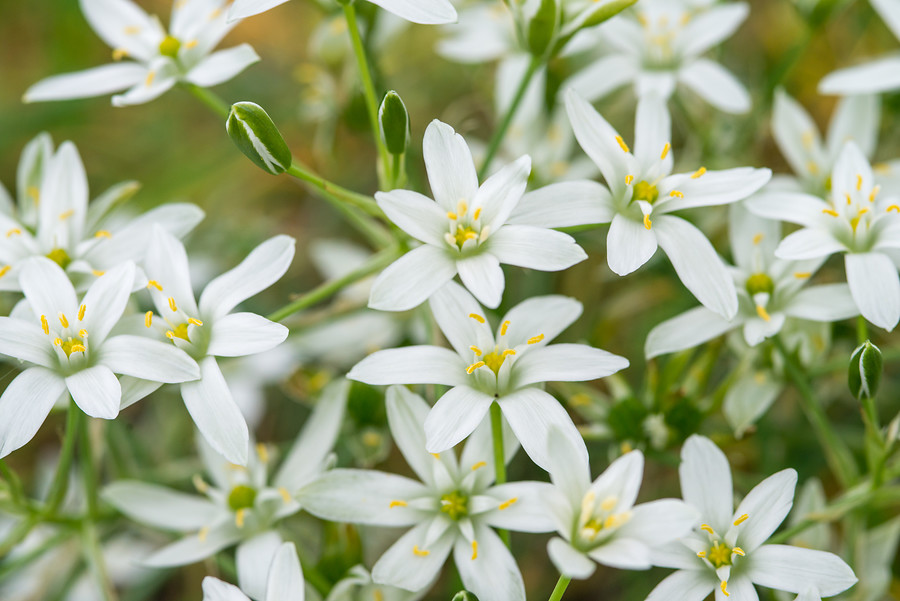 Ornithogalum florecen primavera