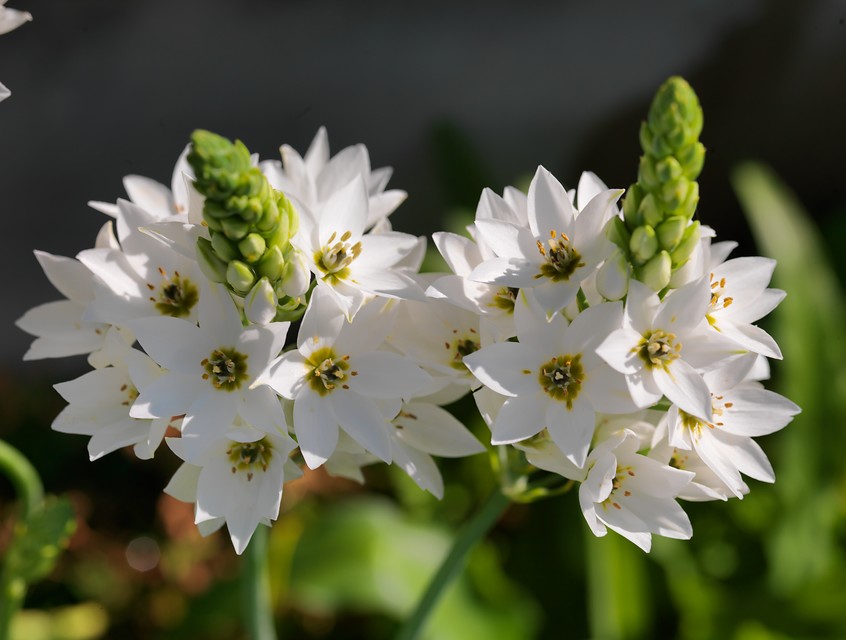 Ornithogalum florecen primavera