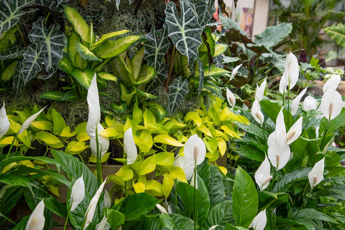 Aráceas decorar plantas interior