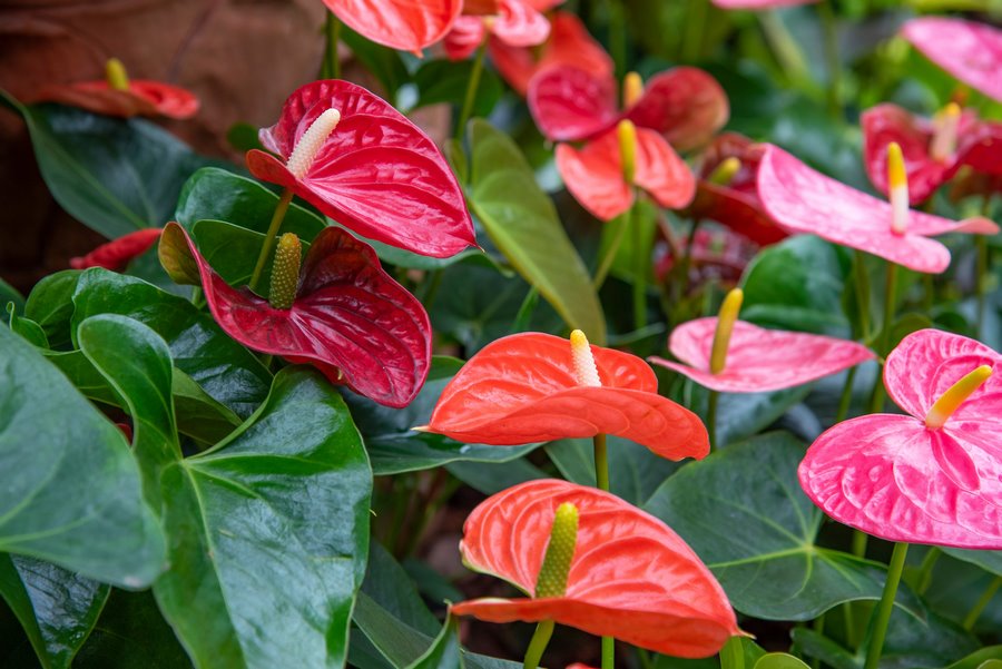 Aráceas decorar plantas interior