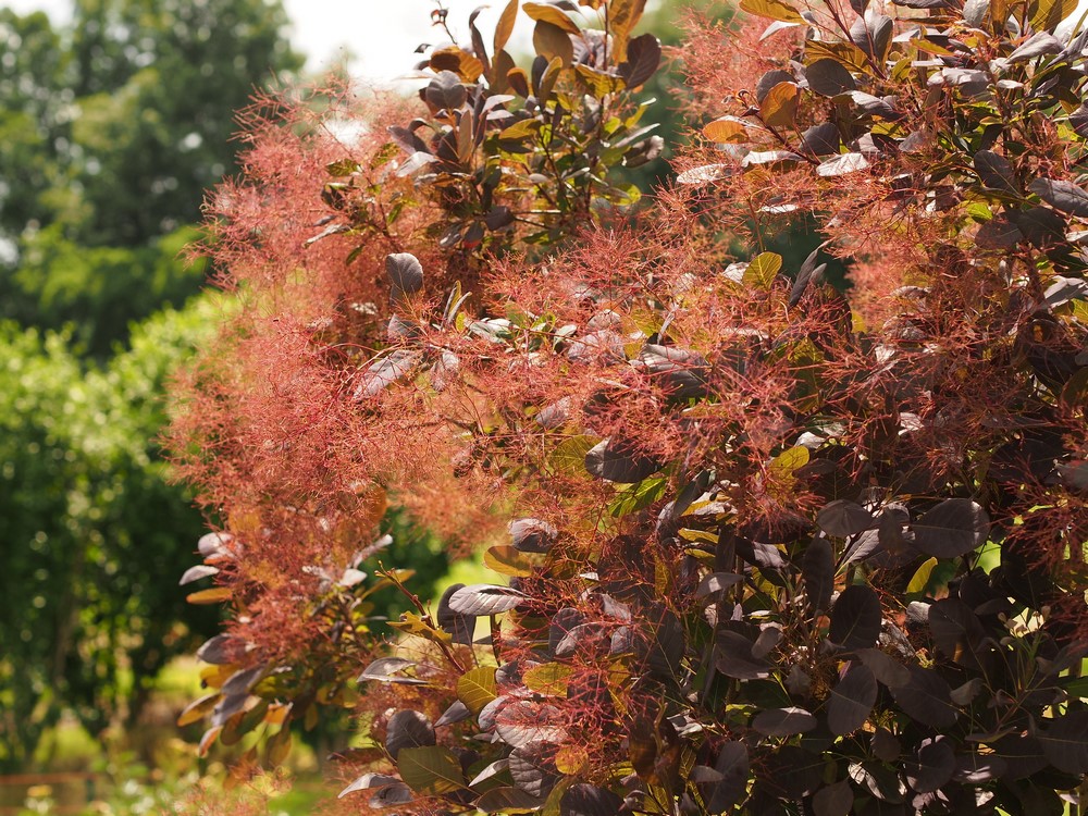 Cotinus coggygria 'Royal Purple'