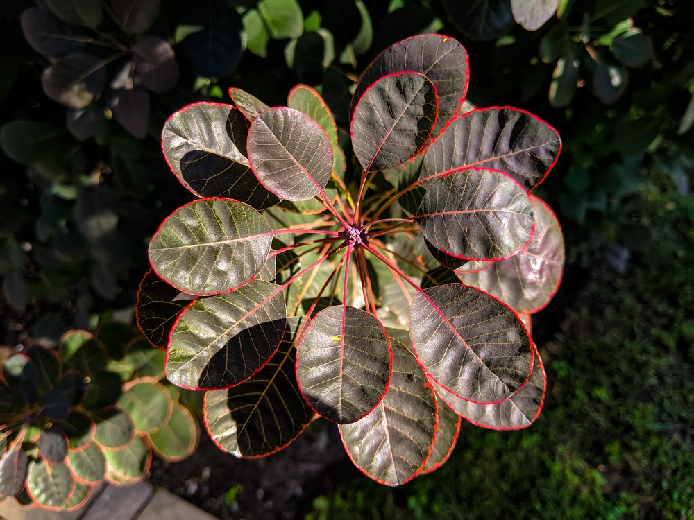 Hojas de Cotinus coggygria, arbusto conocido como árbol de las pelucas o árbol del humo, por la apariencia plumosa de sus inflorescencias,