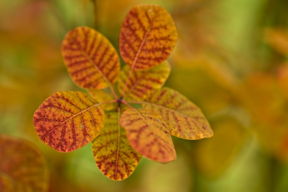 Hojas de Cotinus coggygria, arbusto tolerante a la sequía, conocido como árbol de las pelucas o árbol del humo, por la apariencia plumosa de sus inflorescencias,