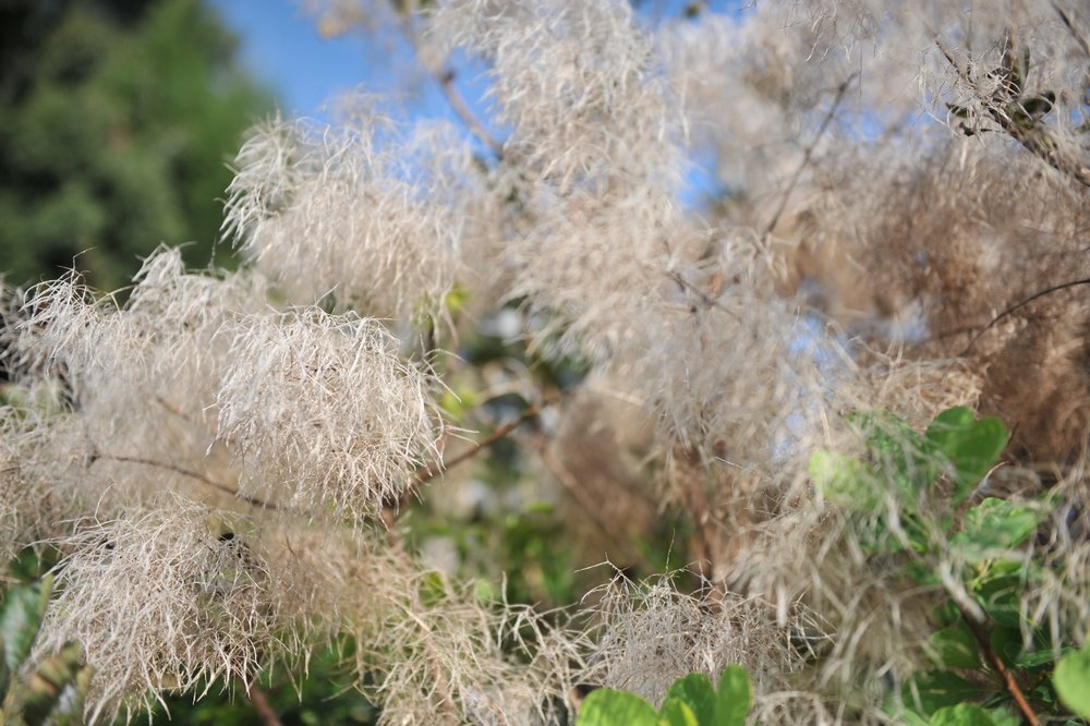 Inflorescencias de Cotinus coggygria, arbusto conocido como árbol de las pelucas o árbol del humo, por la apariencia plumosa de sus inflorescencias,
