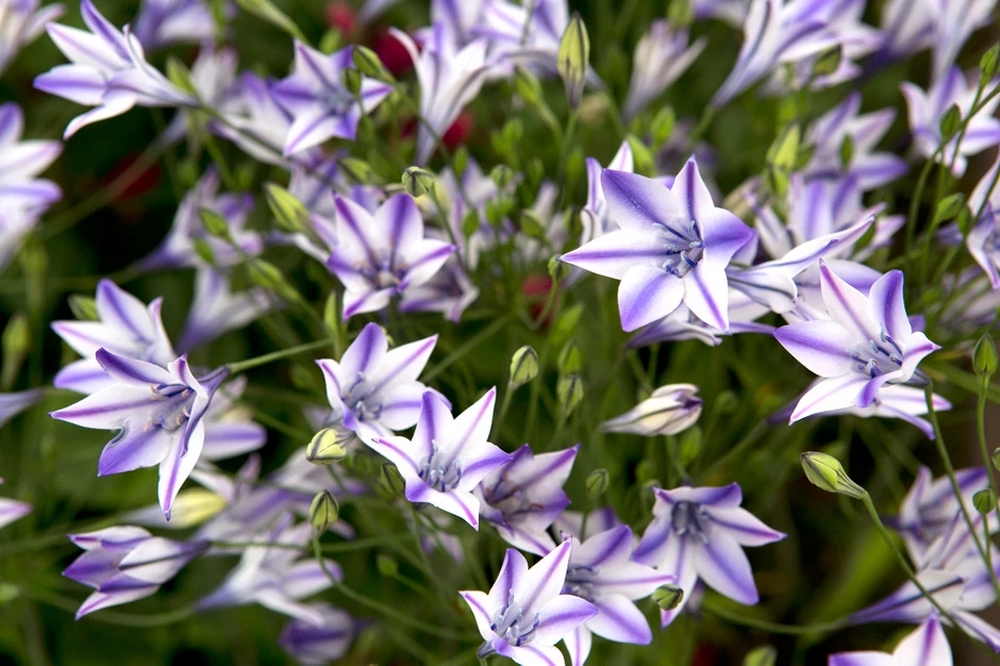 flores de Triteleia laxa