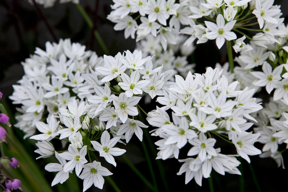 Triteleia laxa de flores blancas