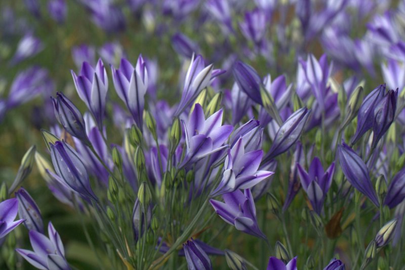 Triteleia laxa