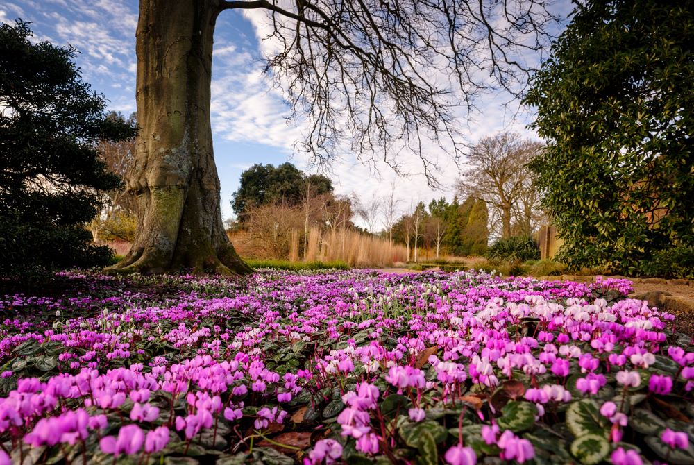 Alfombra de flores rosas y blancas en invierno