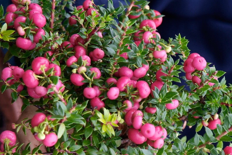 15 árboles y arbustos que regalan coloridos frutos ornamentales en otoño e  invierno - EL BLOG DE LA TABLA