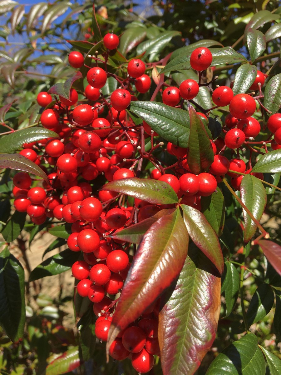 15 árboles y arbustos que regalan coloridos frutos ornamentales en otoño e  invierno - EL BLOG DE LA TABLA