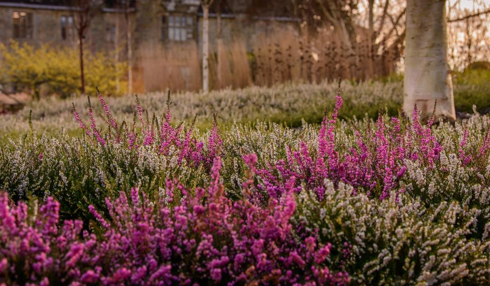 alfombra de flores de brezo en invierno