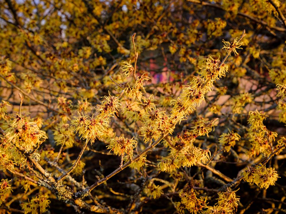 Flores amarillo dorado de Hamamelis