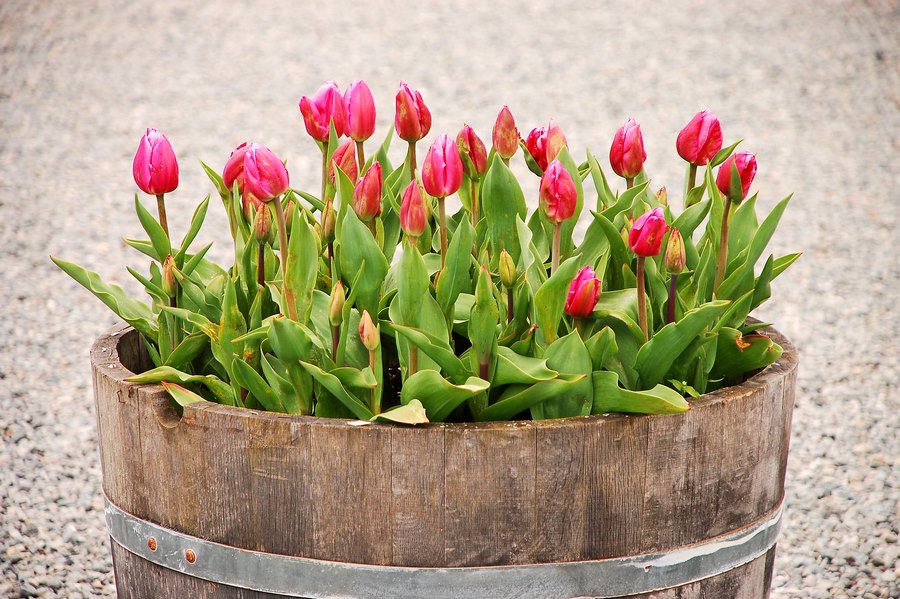 maceta hecha con barricas de madera de roble y tulipanes