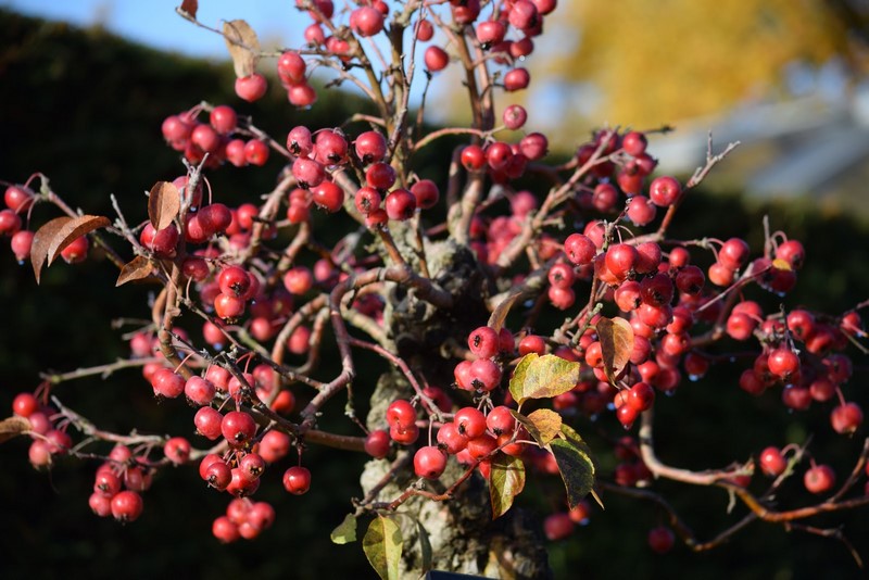 Manzanos ornamentales cangrejo malus sylvestris