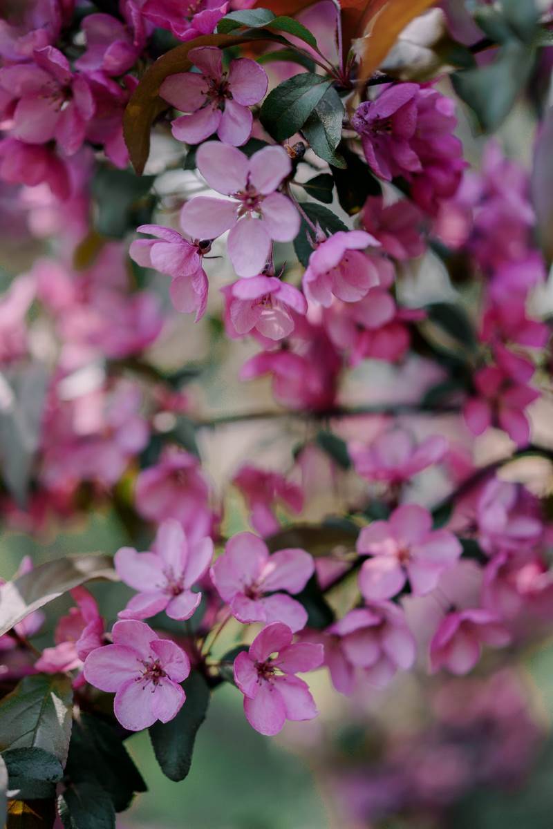 Manzanos ornamentales cangrejo flores rosas