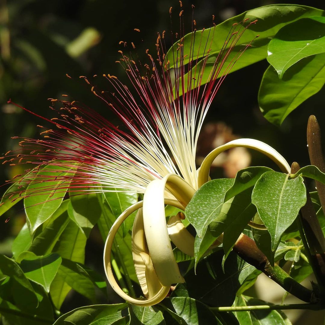 Pachira aquatica flores