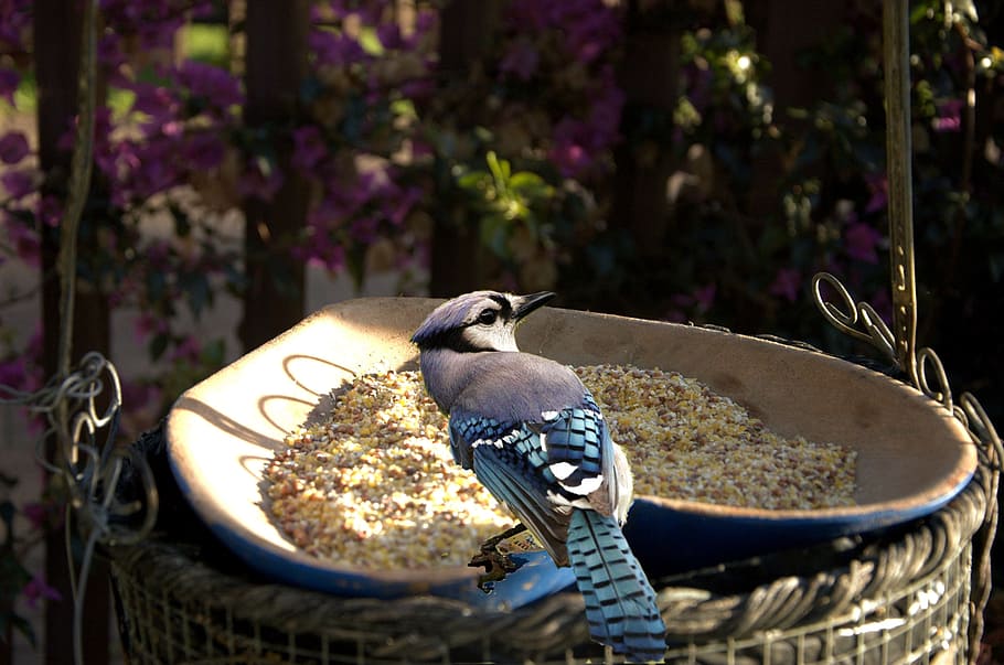 alimentar pájaros silvestres jardín