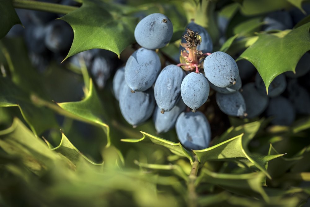Frutos azules de Mahonia