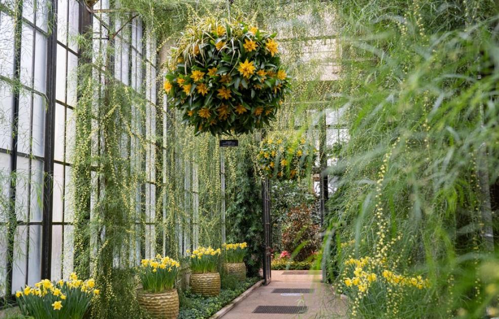 Desafiando al invierno: colgantes con Guzmania, plantas flor y plantas de interior en el invernadero Longwood - EL BLOG DE LA TABLA