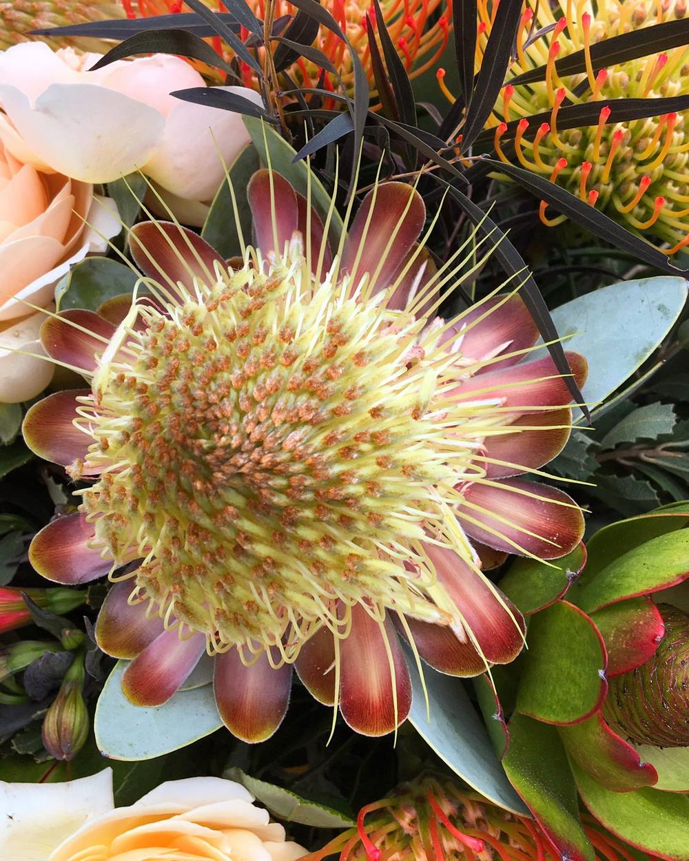 Proteáceas: las flores del fynbos utilizadas en algunos arreglos florales