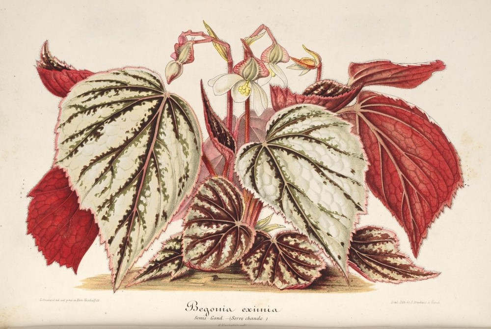 L'Illustration horticole: revista de plantas ornamentales de finales del  siglo XIX - EL BLOG DE LA TABLA