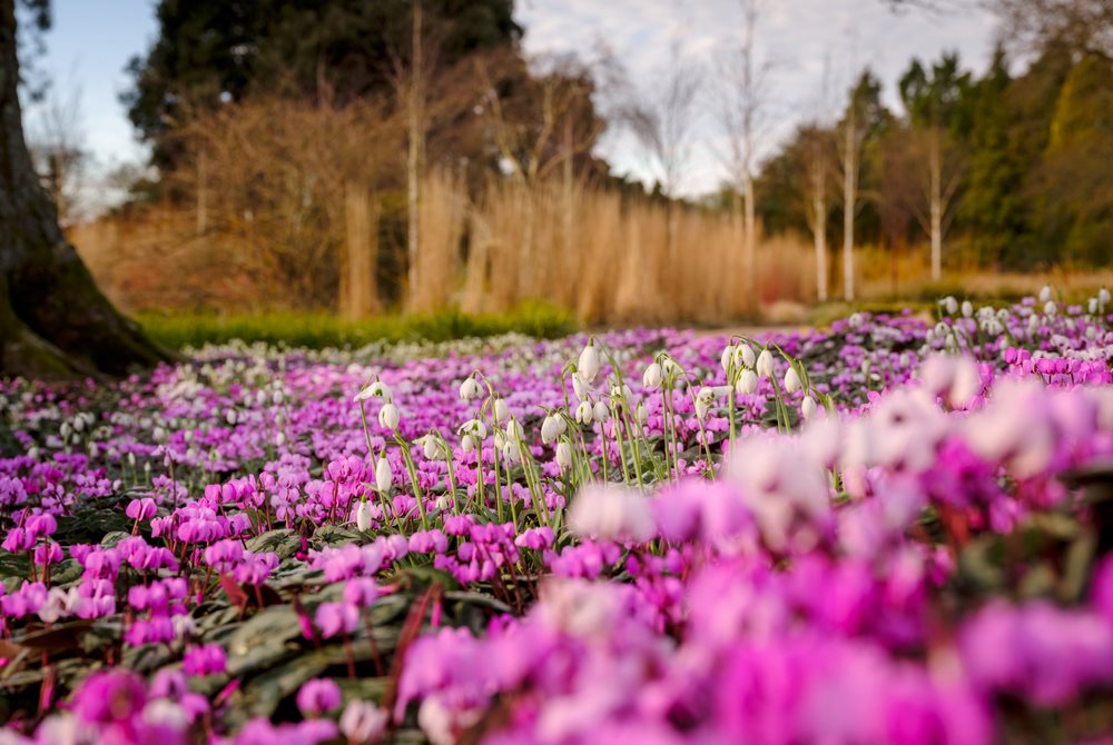 5 plantas bulbosas que crean alfombras de flores en invierno (y anuncian  que se acerca la primavera) - EL BLOG DE LA TABLA