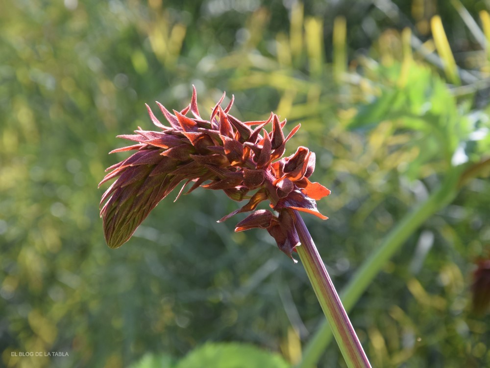 Melianthus major (flor de miel), plantas arquitectónicas para jardines  mediterráneos - EL BLOG DE LA TABLA