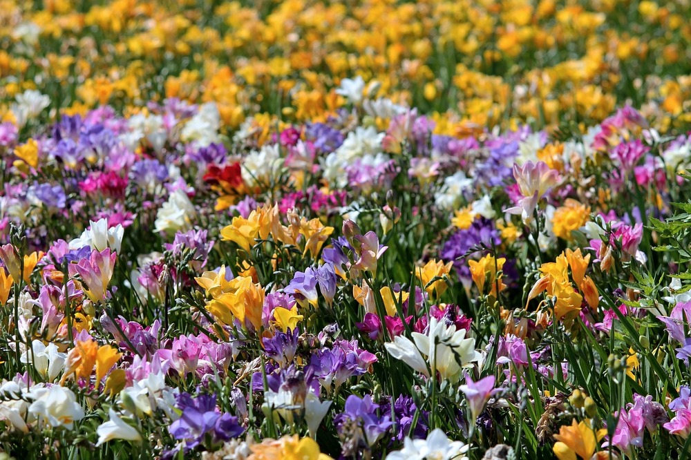 Fresias, cultivar flores fragantes en el jardín - EL BLOG DE LA TABLA
