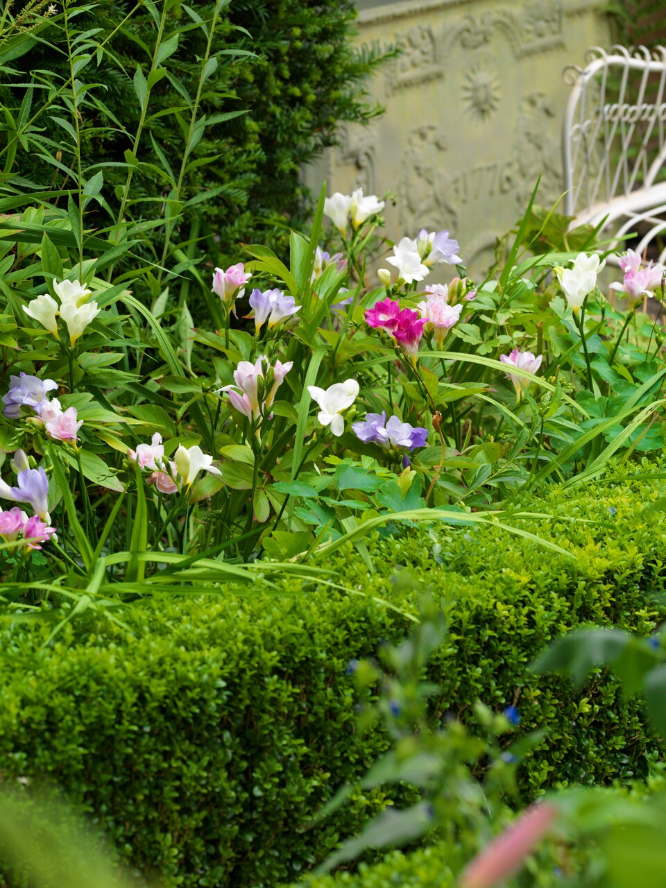 Fresias, cultivar flores fragantes en el jardín - EL BLOG DE LA TABLA