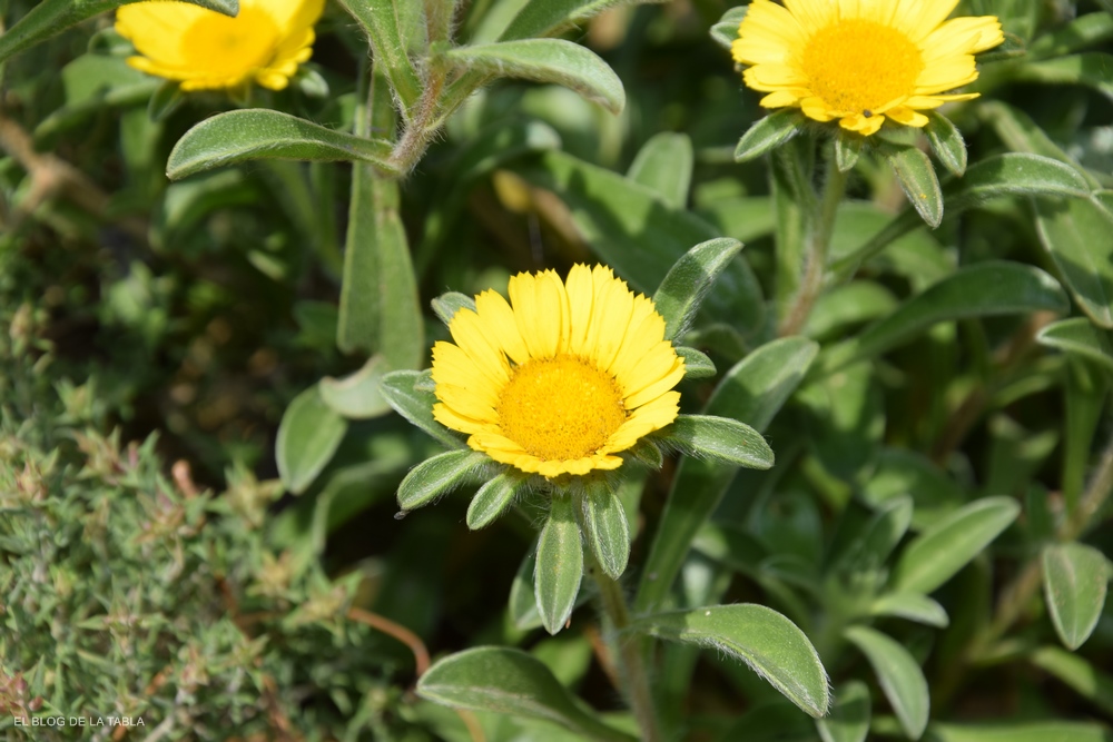 Pallenis maritima (sin. Asteriscus maritimus), asterisco o margarita de mar flores amarillas