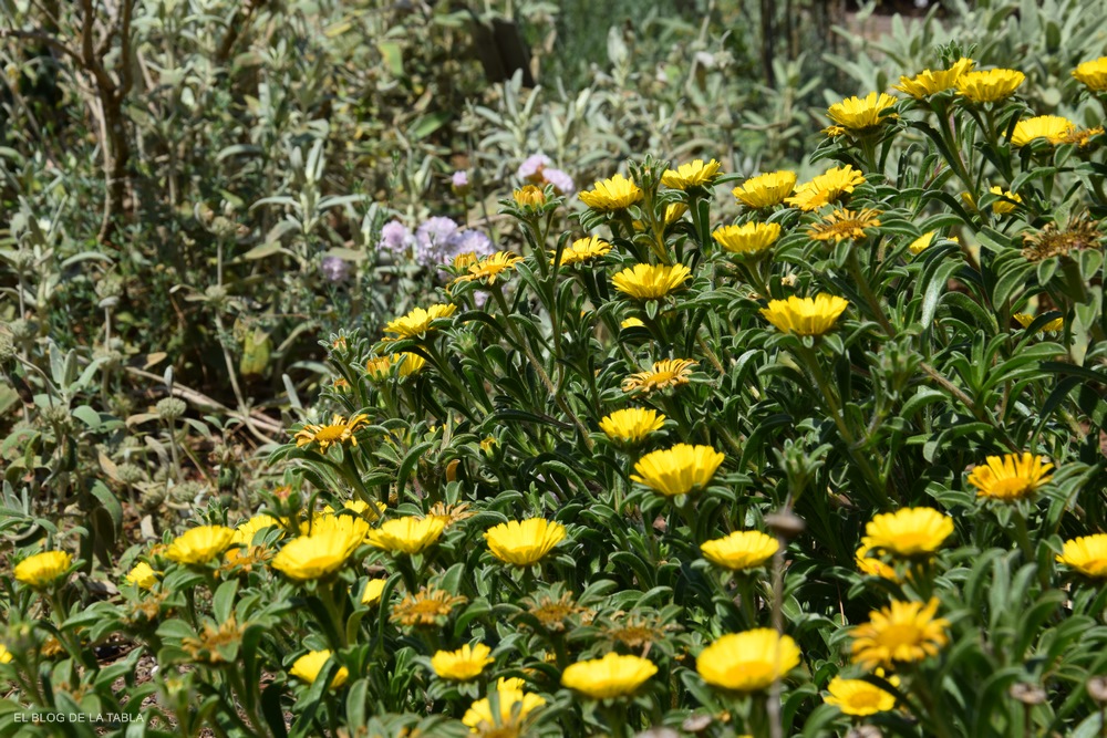 Pallenis maritima (sin. Asteriscus maritimus), asterisco o margarita de mar flores amarillas