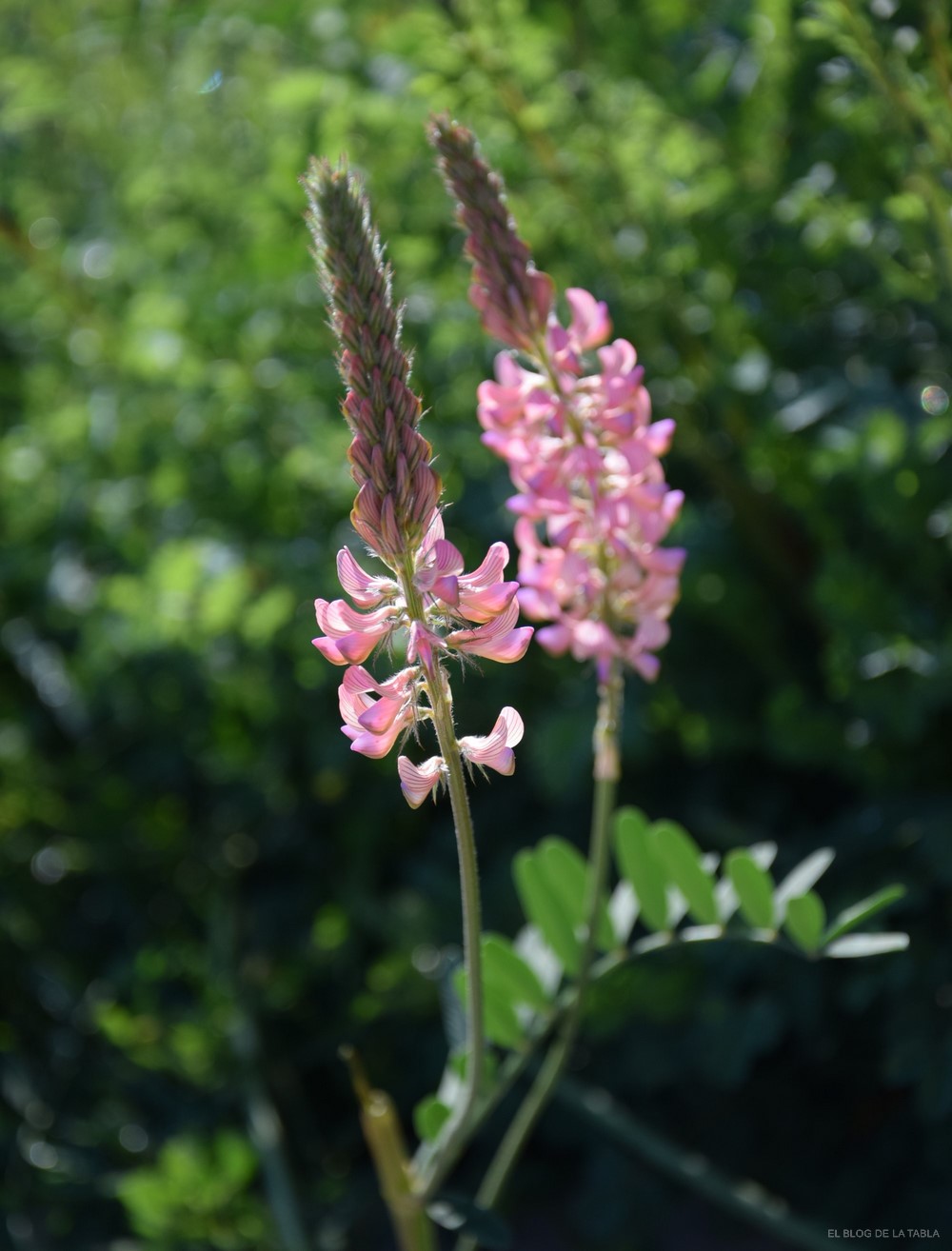 flor de esparceta (Onobrychis viciifolia)