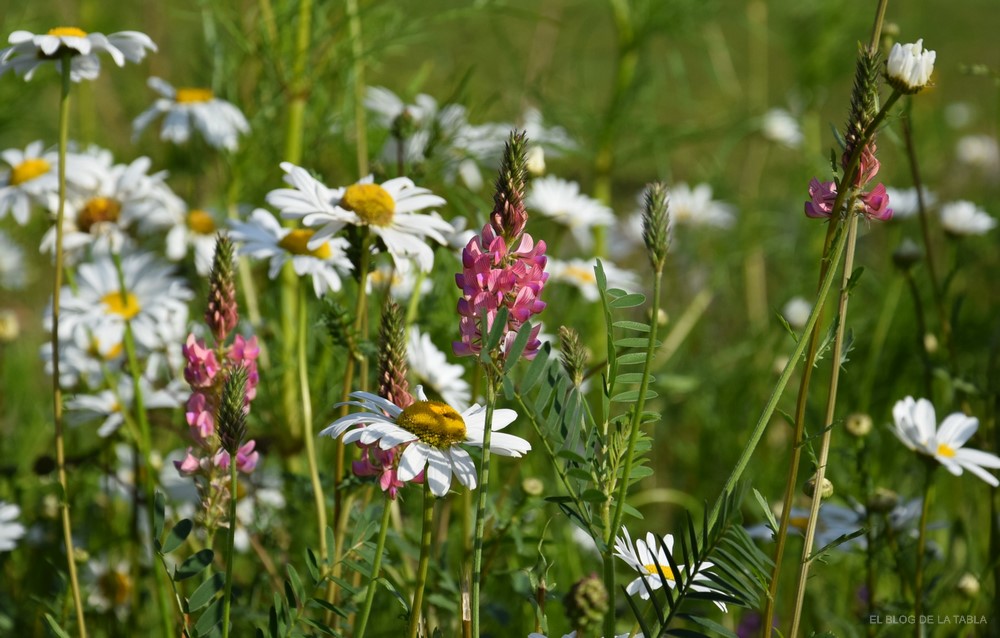 flor de esparceta (Onobrychis viciifolia)