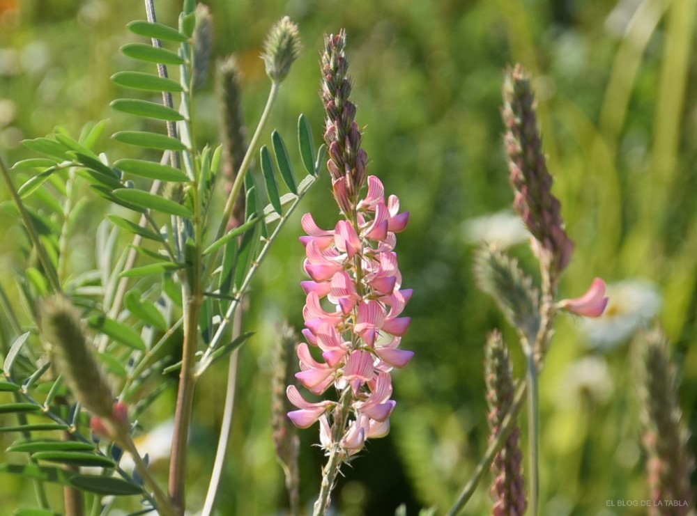 flor de esparceta (Onobrychis viciifolia),, planta forrajera que se utiliza en restauración paisjística y praderas de flores silvestres