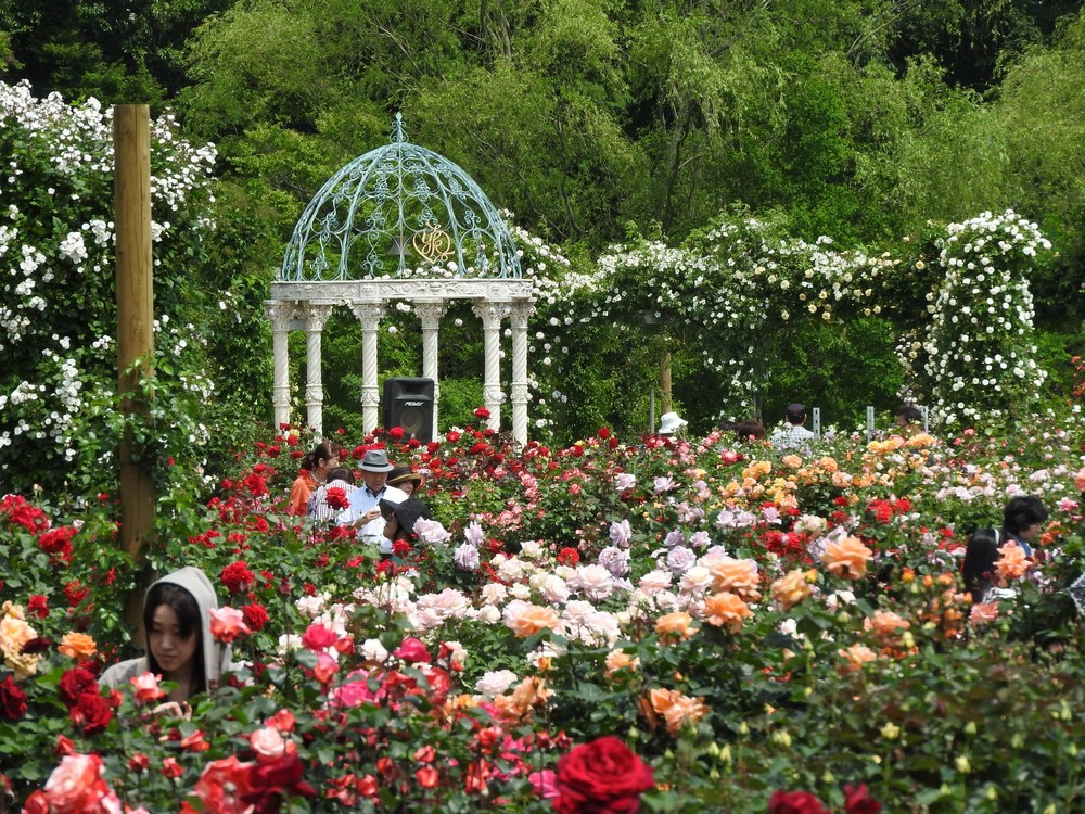 Rosaleda de Keisei, uno de los jardines de rosas más grandes del área  metropolitana de Tokio - EL BLOG DE LA TABLA