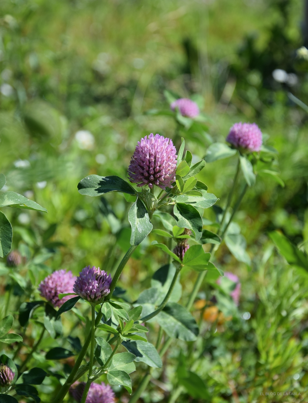 Trifolium pratense (trébol rojo, trébol violeta) herbacea vivaz para praderas de flores silvestres