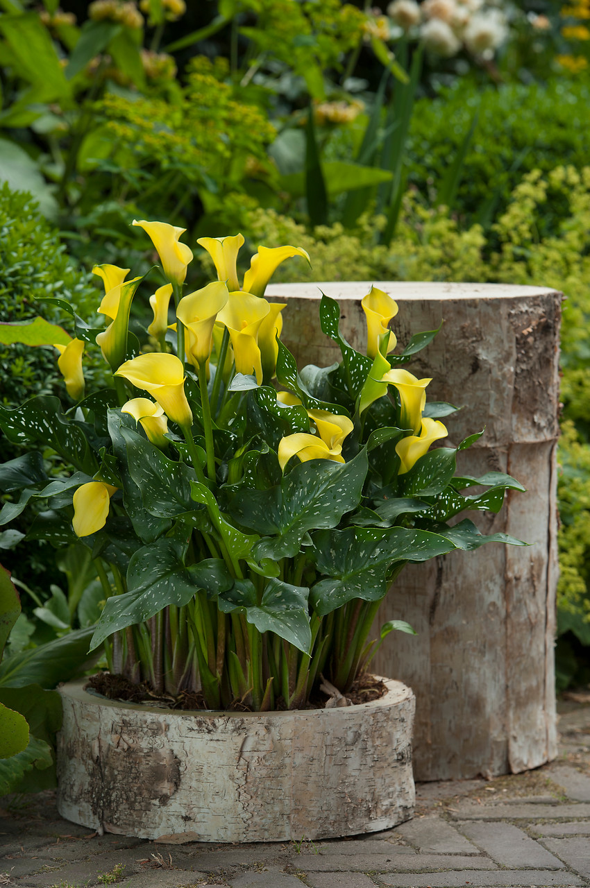 bulbos de flor de verano y gramíneas en maceta