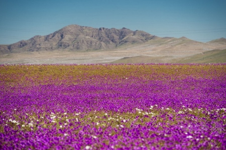 Imágenes del desierto florido de Atacama en Chile