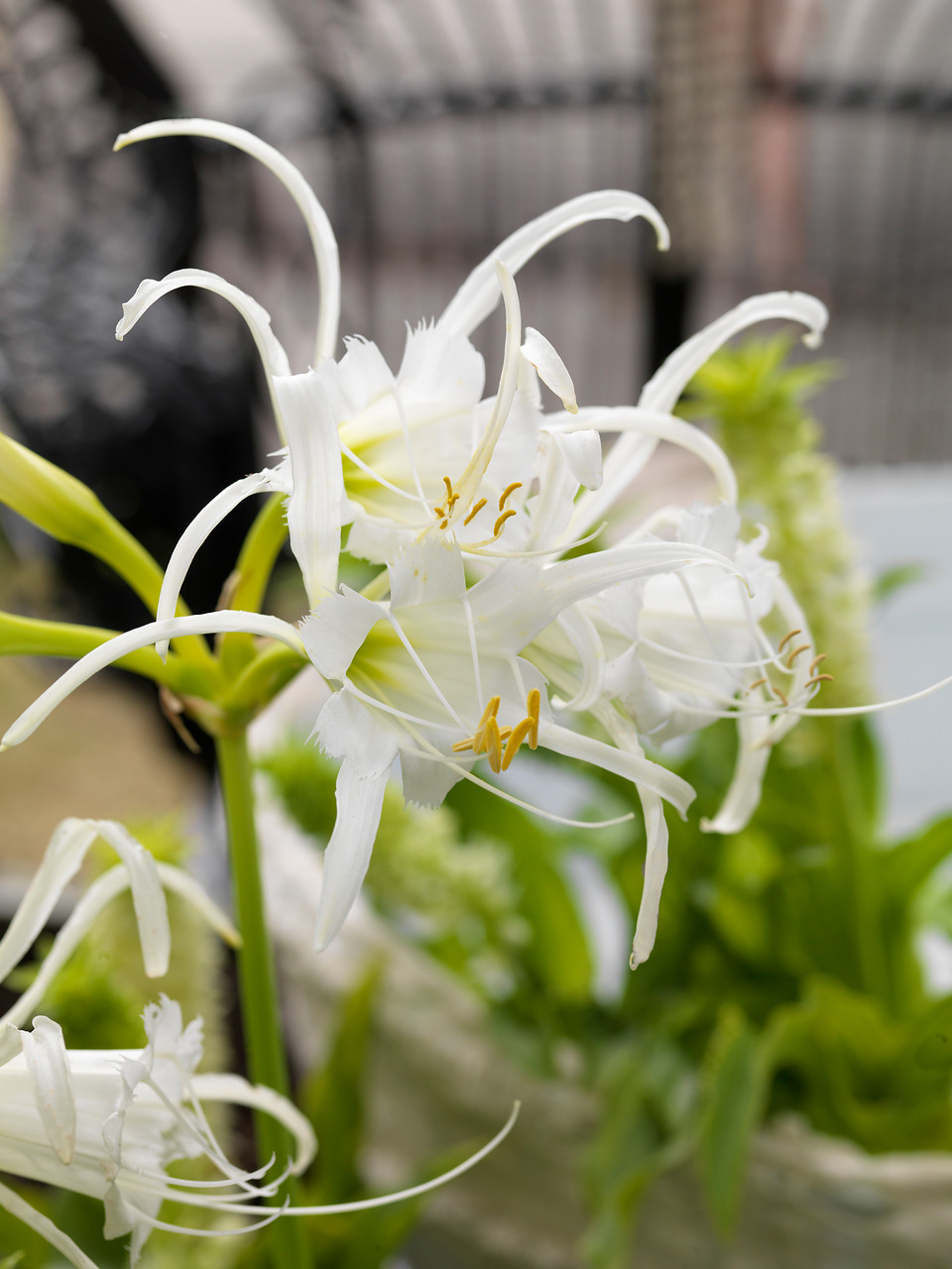 5 plantas bulbosas con flores fragantes en verano - EL BLOG DE LA TABLA