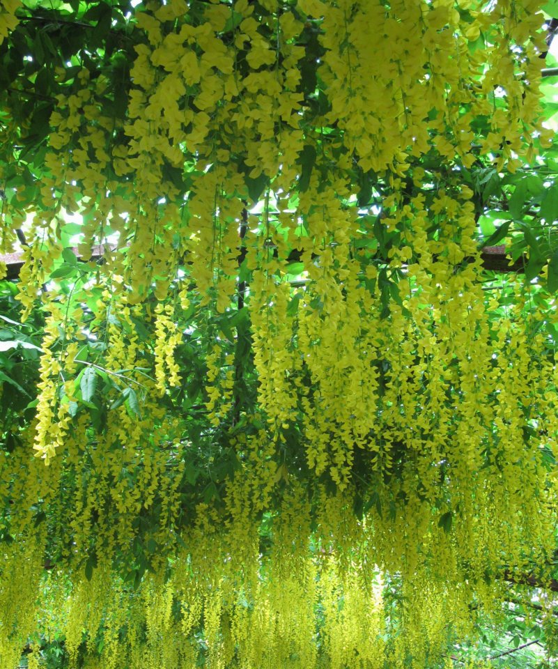 Racimos de flores amarillas de laburno Laburnum x watereri 'Vossii'