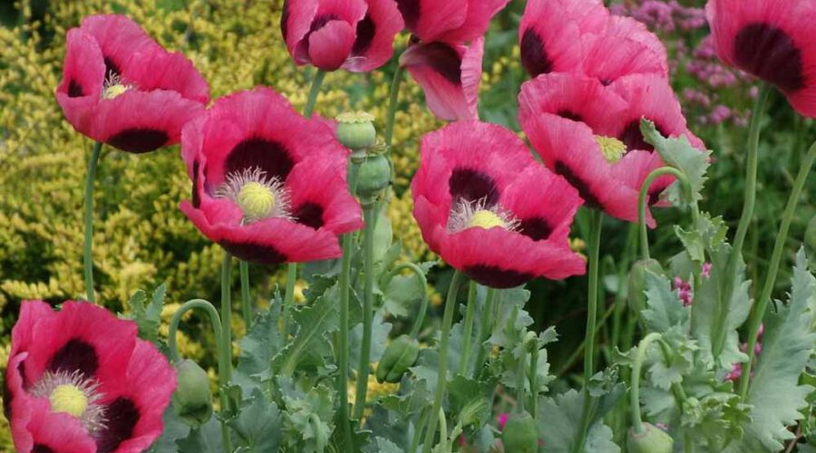 Papaver Orientale (Amapola oriental)