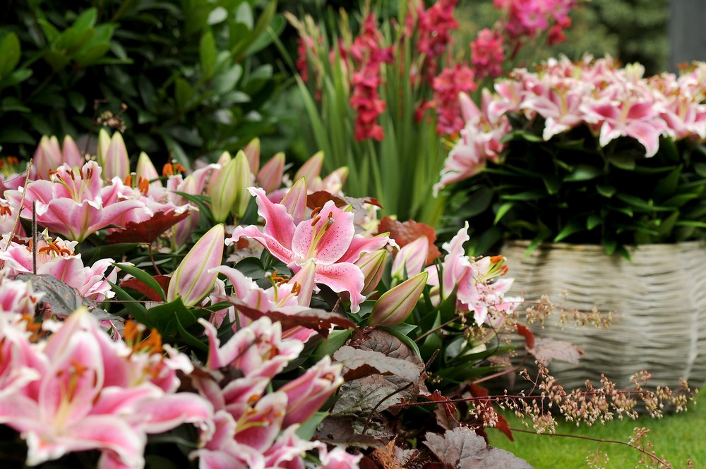 Flores de azucena (Lilium) en el jardín