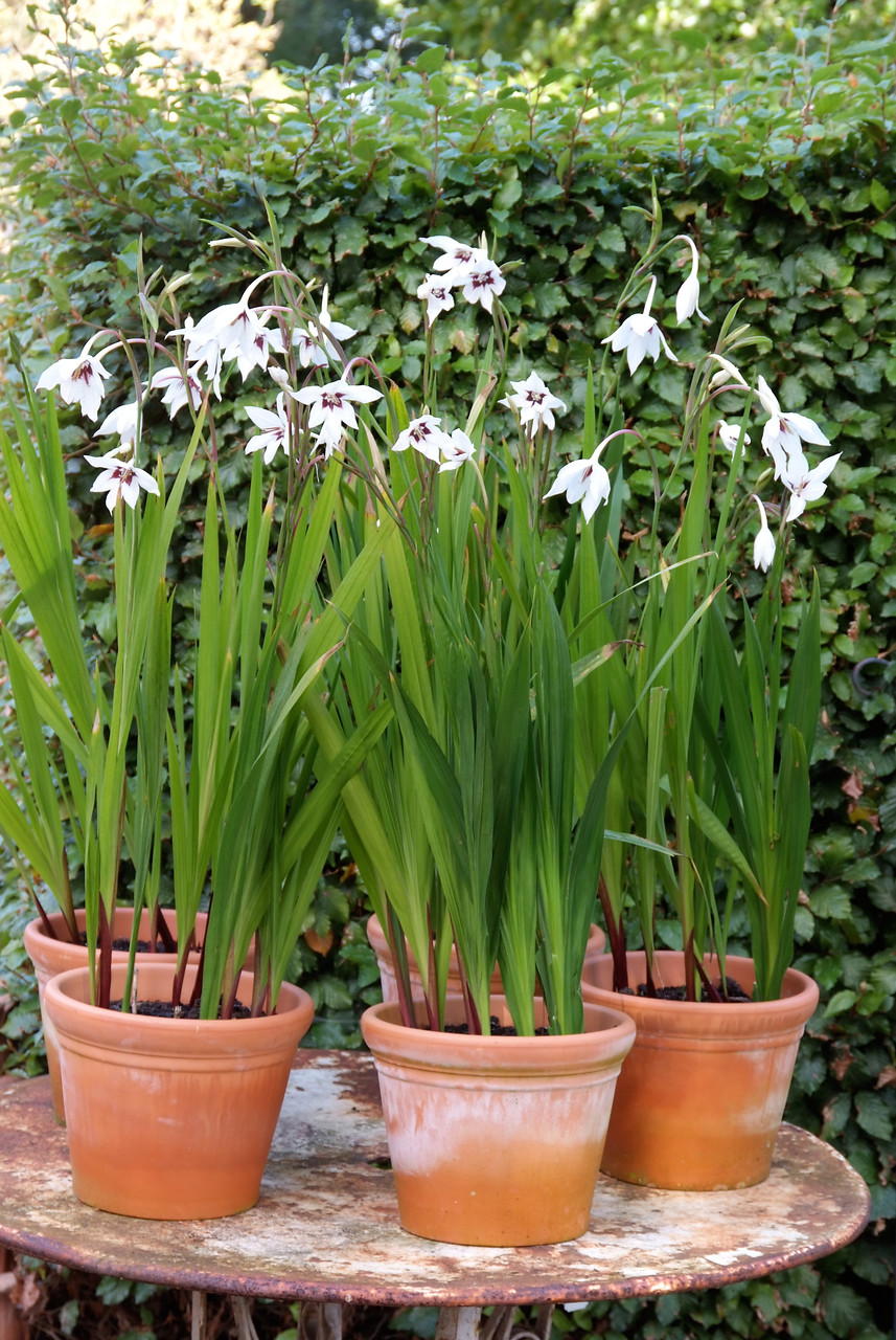 Gladiolos bulbos Plantas ornamentales del Plantas Hardy Garden Fragante-5bulbos 