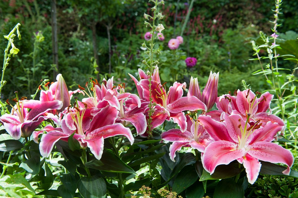 5 plantas bulbosas con flores fragantes en verano - EL BLOG DE LA TABLA