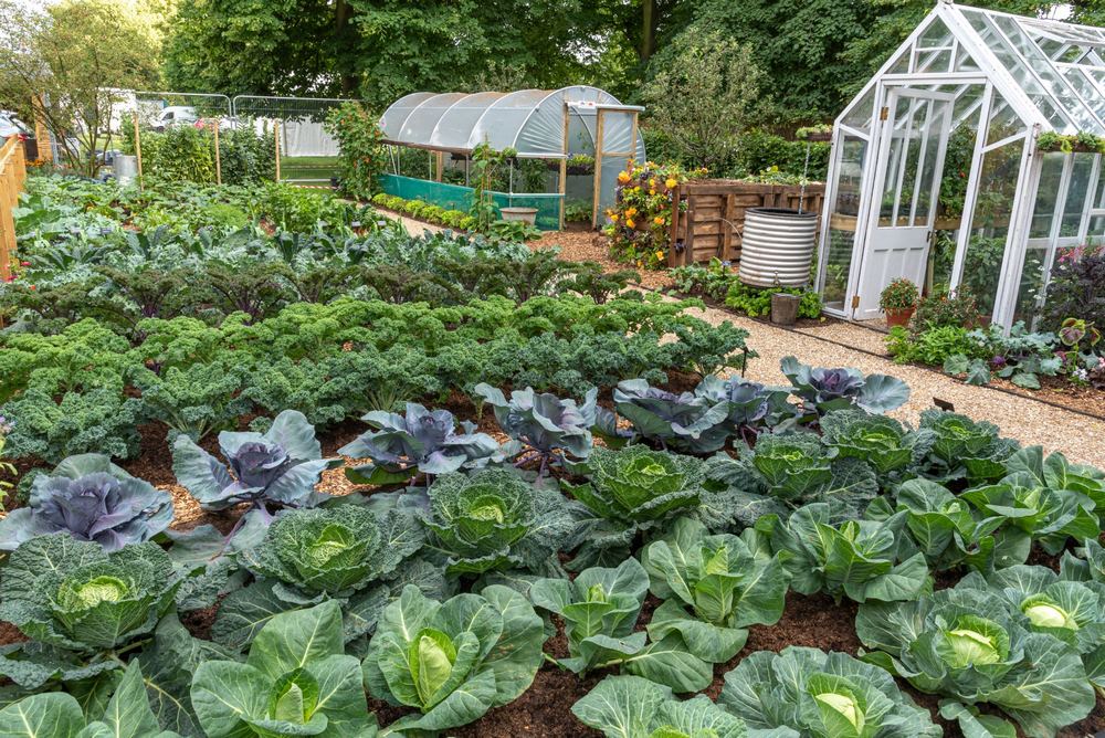 Un jardín que muestra cómo cultivar alimentos abundantes durante todo el año sin alterar el suelo y da a conocer de qué manera el método de jardinería de "no excavación" puede funcionar en cualquier área al aire libre, jardín o huerto compartido