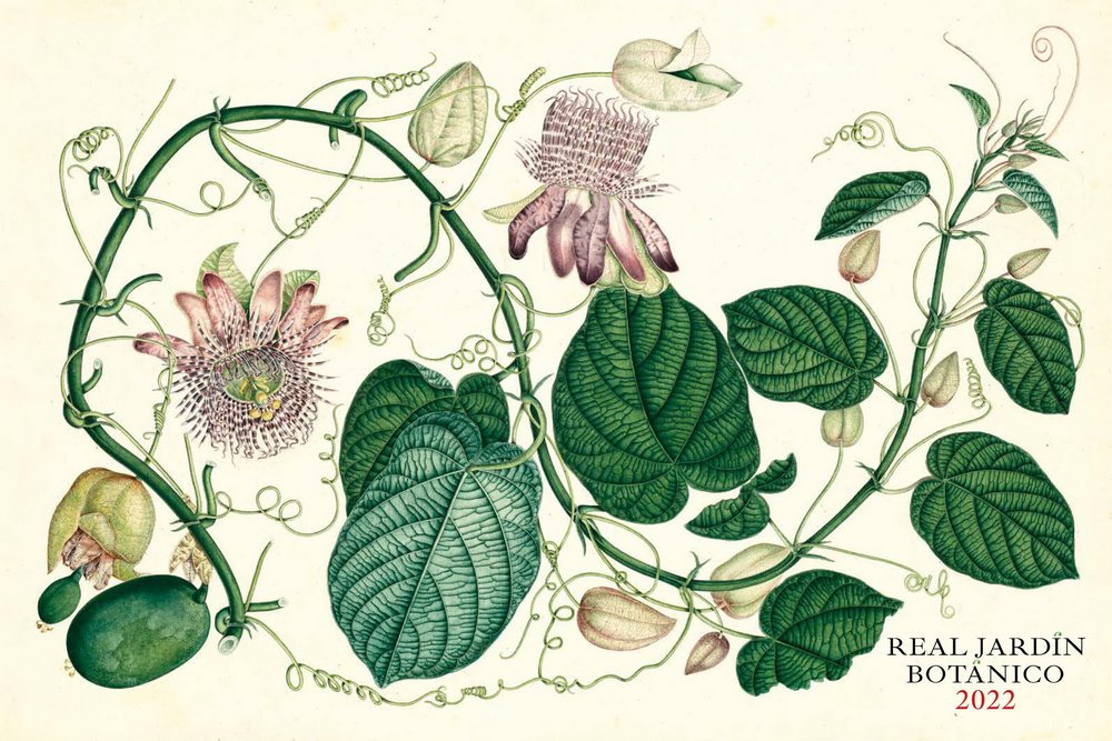 Las pasifloras de la colección Mutis ilustran el calendario del Real Jardín  Botánico de 2022 - EL BLOG DE LA TABLA