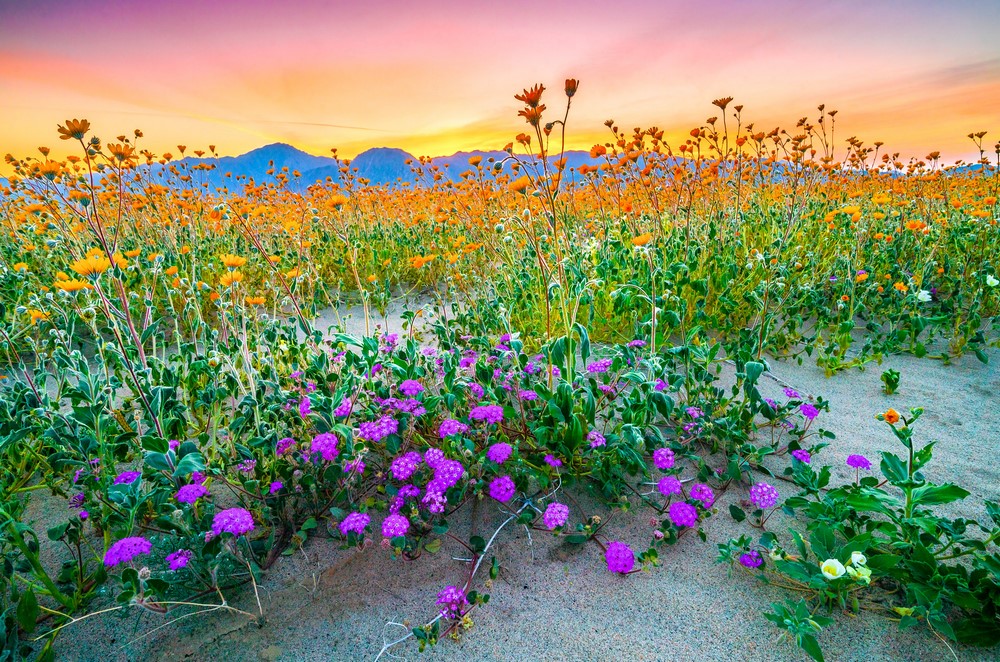 Desierto florido en Anza-Borrego Desert