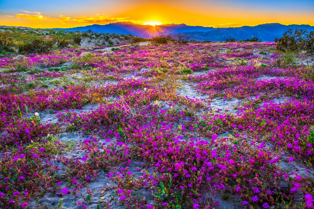 Desierto florido en Anza-Borrego Desert