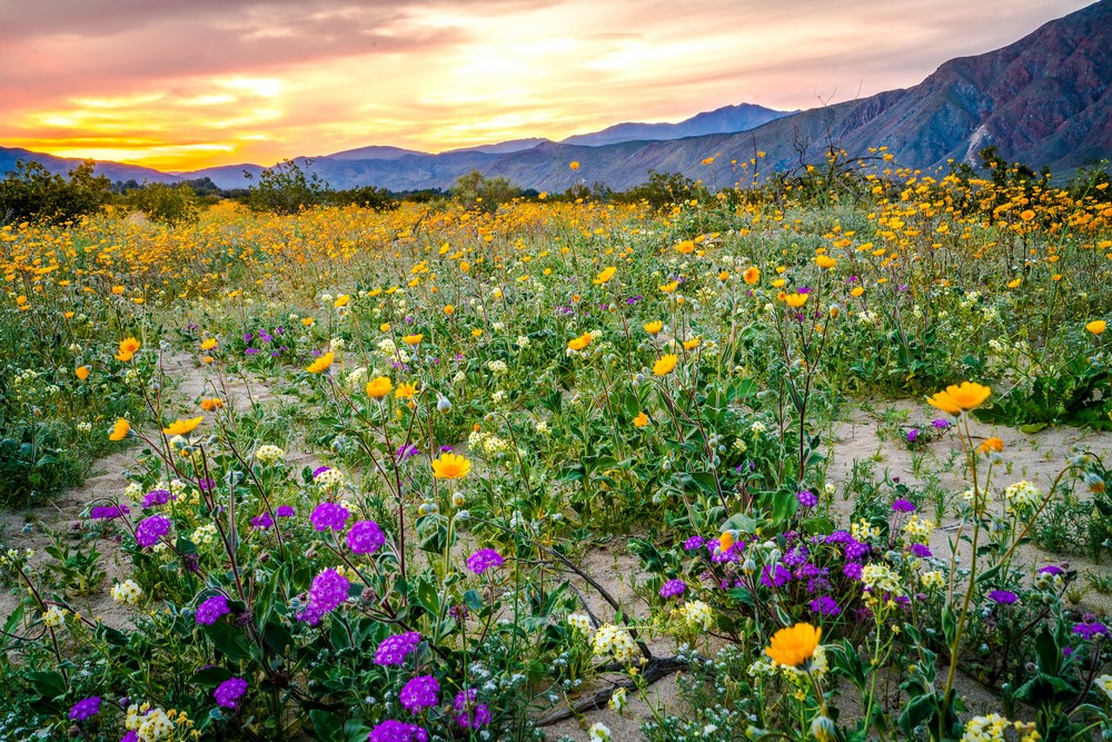 Superbloom en Anza-Borrego Desert