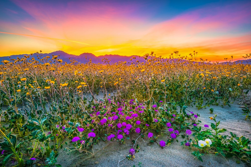 Superbloom en Anza-Borrego Desert